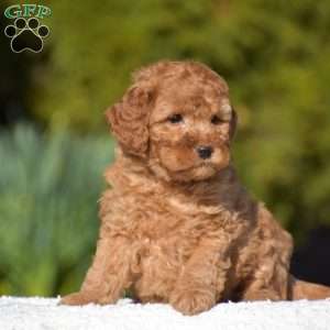 Kelly, Miniature Poodle Puppy
